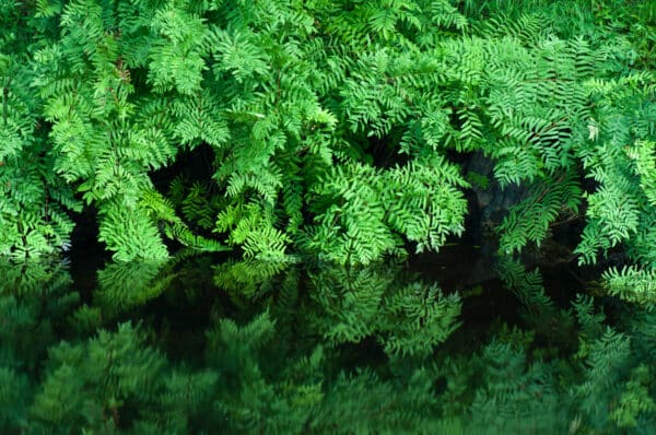 Osmunda regalis 'Spectabilis' - American Royal Fern - Image 2