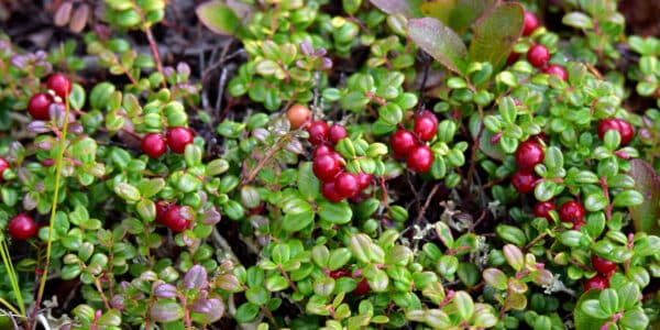 Viburnum trilobum Compactum - Compact Cranberrybush - Image 2