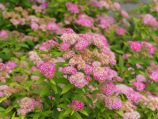 Spiraea japonica Goldmound - Goldmound Spirea - Image 2