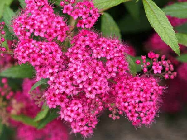 Spiraea Rainbow Fizz™ - Japanese Spirea - Image 2