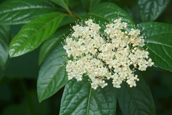 Viburnum nudum Winterthur - Winterthur Smooth Viburnum - Image 2