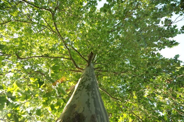 Ulmus americana - American Elm - Image 2