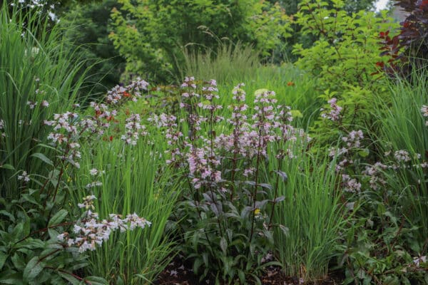 Panicum virgatum Purple Tears - Switchgrass - Image 2