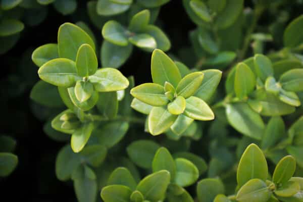 Buxus x Green Mountain - Green Mountain Boxwood - Image 2