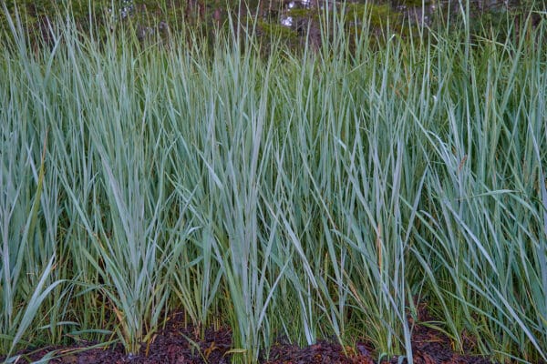 Carex flaccasperma Blue Zinger - Sedge - Image 2