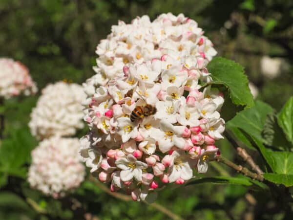 Viburnum carlesii - Korean Viburnum - Image 2