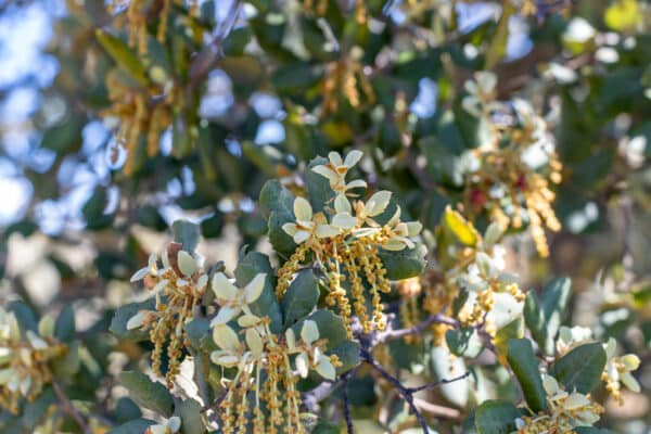 Ilex x Conaf Oakleaf™ - Red Oakleaf Holly - Image 2