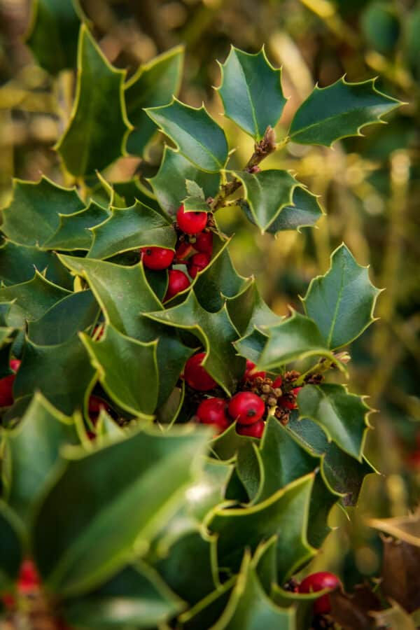 Ilex opaca Satyr Hill - American Holly