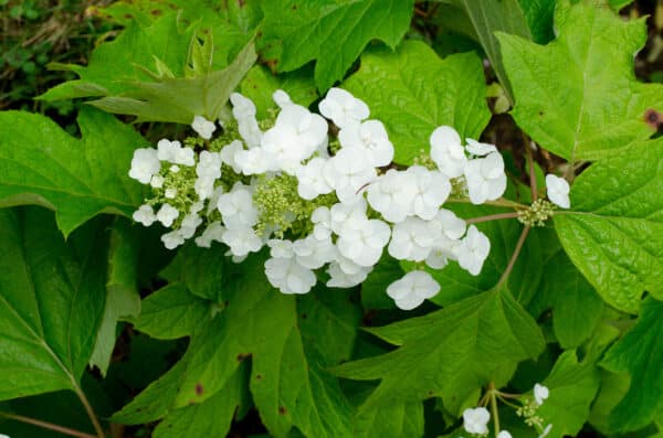 Hydrangea quercifolia  - Oakleaf Hydrangea - Image 2