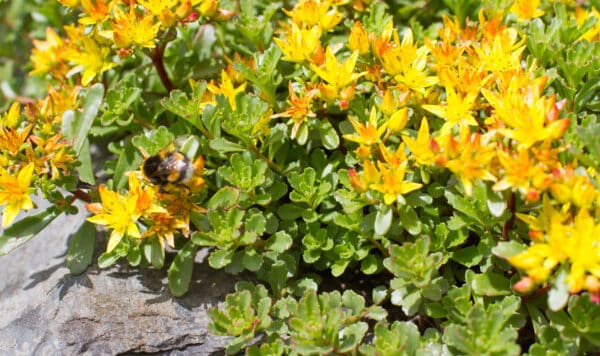 Sedum kamtschaticum - Russian Stonecrop - Image 2