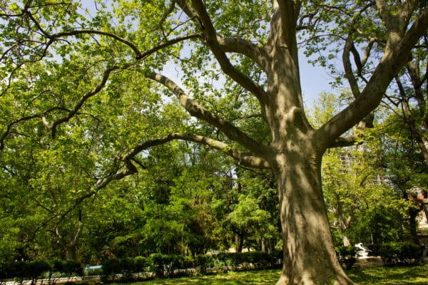 Platanus occidentalis - American Sycamore - Image 2