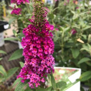 Buddleia Pugster Pinker®  - Butterfly Bush