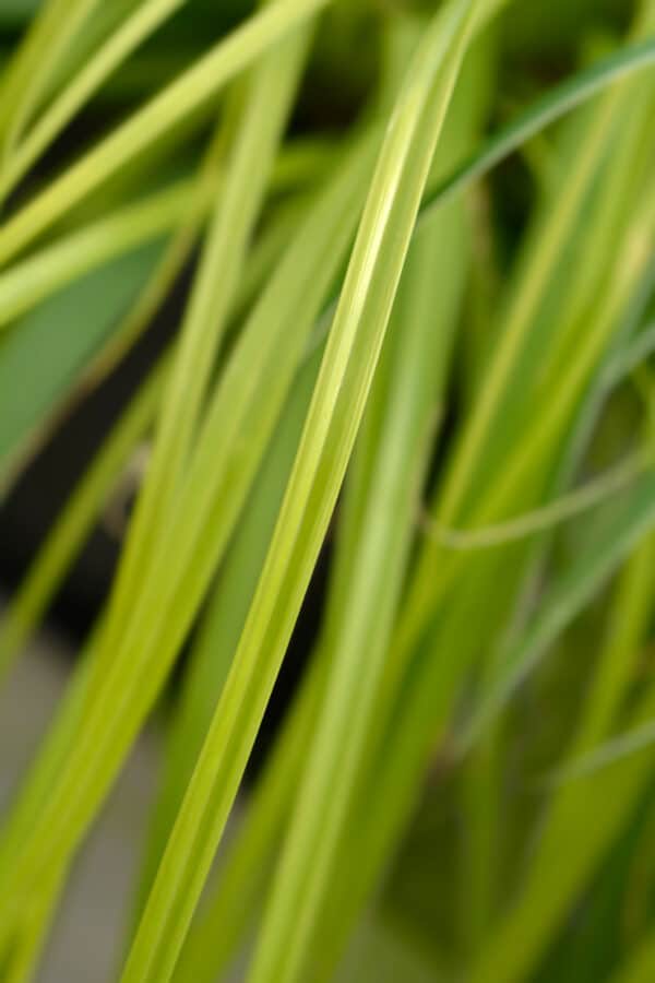 Carex oshimensis EverColor® Eversheen - Variegated Sedge - Image 2
