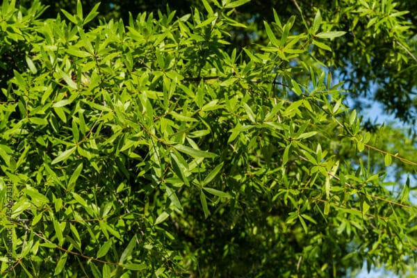 Quercus phellos - Willow Oak - Image 2