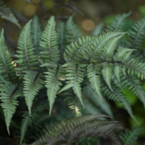 Athyrium niponicum 'Regal Red' - Japanese Painted Fern