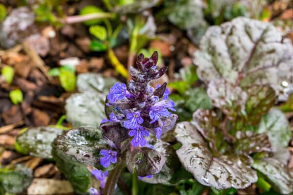 Ajuga reptans Black Scallop - Bugleweed - Image 2