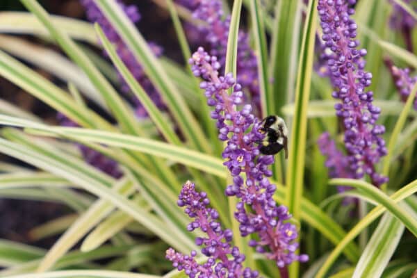 Liriope spicata Silver Dragon - Lilyturf - Image 2