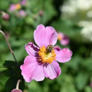 Anemone 'September Charm' - Japanese Anemone