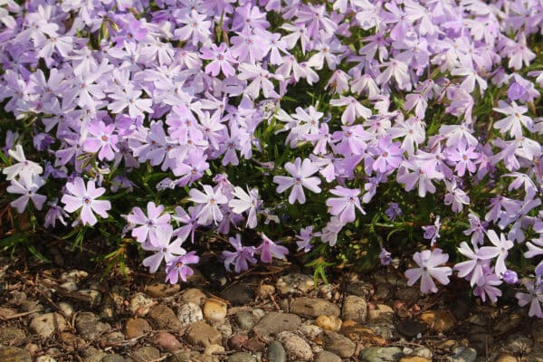 Phlox stolonifera - Creeping Phlox - Image 2