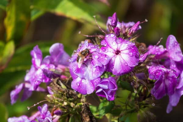 Phlox Cloudburst - Phlox - Image 2