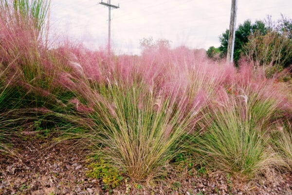 Muhlenbergia capillaris - Muhly Grass - Image 2