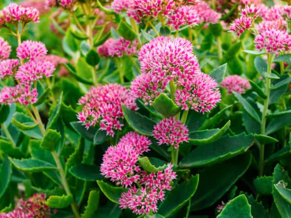 Sedum spurium 'John Creech' - John Creech Stonecrop - Image 2