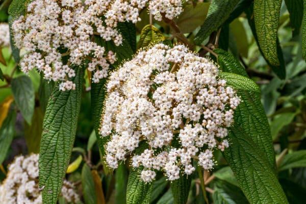 Viburnum rhytidophyllum Alleghany - Leatherleaf Viburnum - Image 2