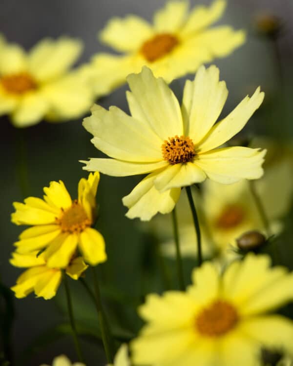 Coreopsis verticillata Moonbeam - Tickseed - Image 2