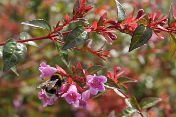 Abelia grandiflora Edward Goucher - Abelia - Image 2
