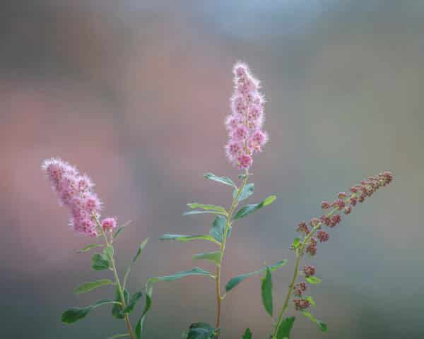 Spiraea tomentosa - Meadowsweet - Image 2