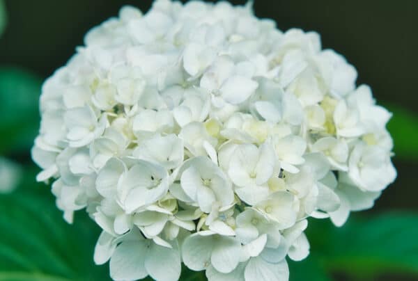 Hydrangea macrophylla Everlasting® Bride - Everlasting Bride Hydrangea - Image 2
