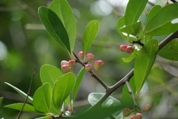 Prunus angustifolia - Chickasaw Plum - Image 2