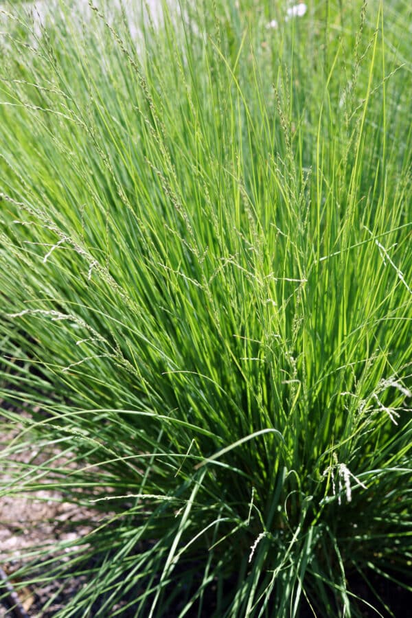 Sesleria x Greenlee Hybrid - Greenlee Moore Grass - Image 2