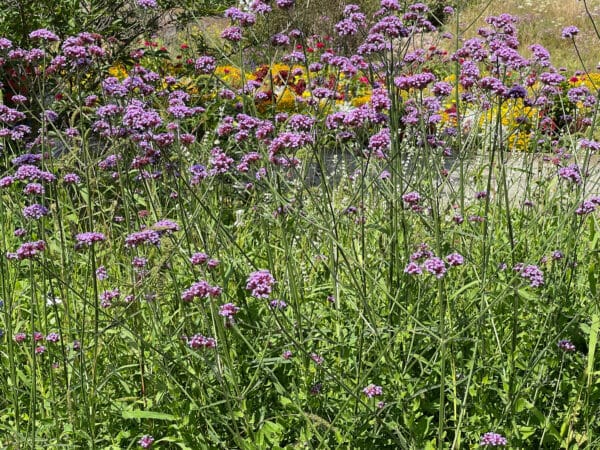 Verbena bonariensis - Purple Vervain - Image 2