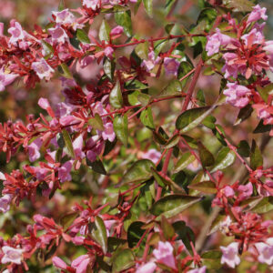 Abelia grandiflora Edward Goucher - Abelia