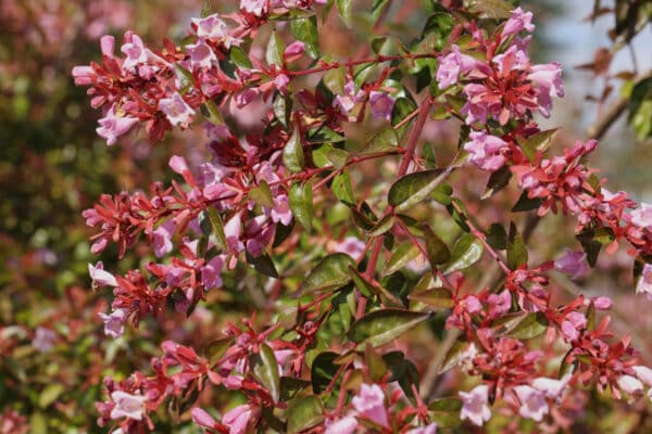Abelia grandiflora Edward Goucher - Abelia