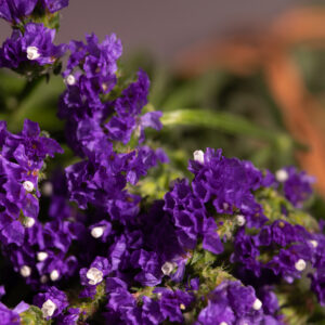 Limonium latifolium - Sea Lavender