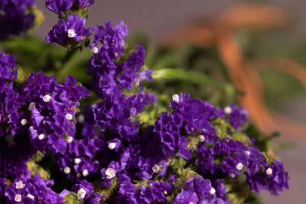 Limonium latifolium - Sea Lavender