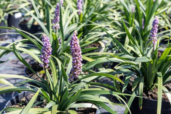 Liriope muscari Royal Purple - Lilyturf - Image 2