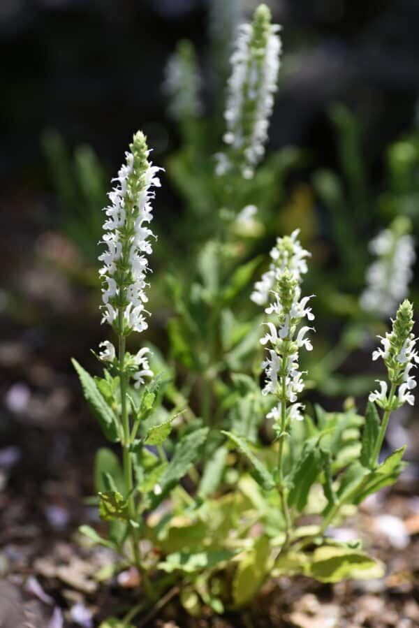 Salvia Snow Hill - Sage - Image 2