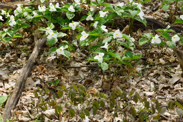 Trillium grandiflorum 'Great White' - Great White Trillium - Image 2