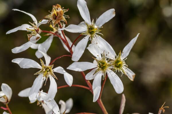 Amelanchier grandiflora Autumn Brilliance - Serviceberry - Image 2