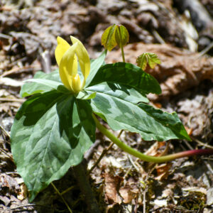 Trillium luteum - Yellow Trillium