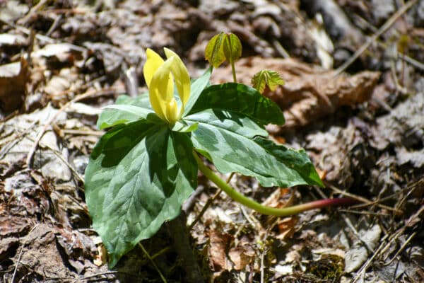 Trillium luteum - Yellow Trillium
