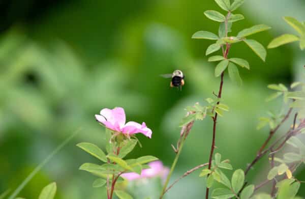 Rosa palustris - Swamp Rose - Image 2