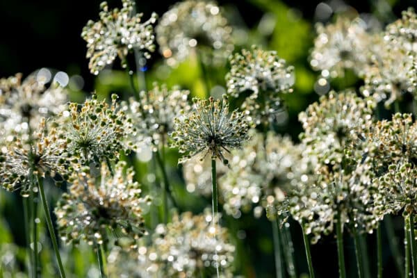 Allium Mt. Everest - Onion - Image 2