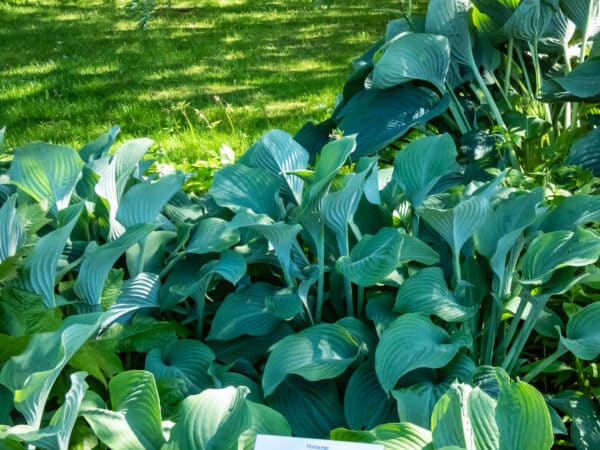 Hosta x Krossa Regal - Hosta - Image 2