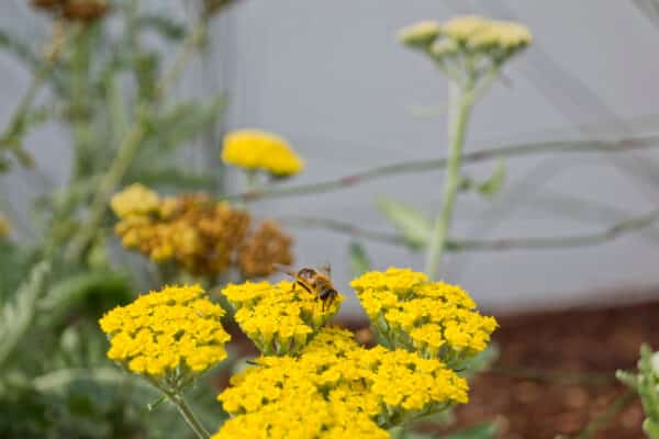 Achillea millefolium Moonshine - Yarrow - Image 2