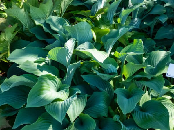 Hosta x Krossa Regal - Hosta