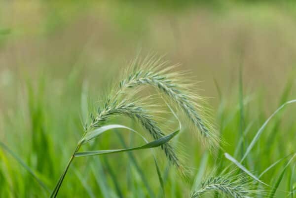 Elymus virginicus - Eastern Wild Rye - Image 2